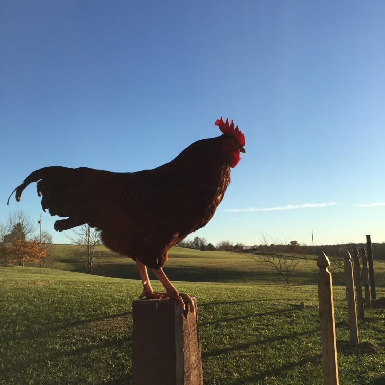  Rooster on a post