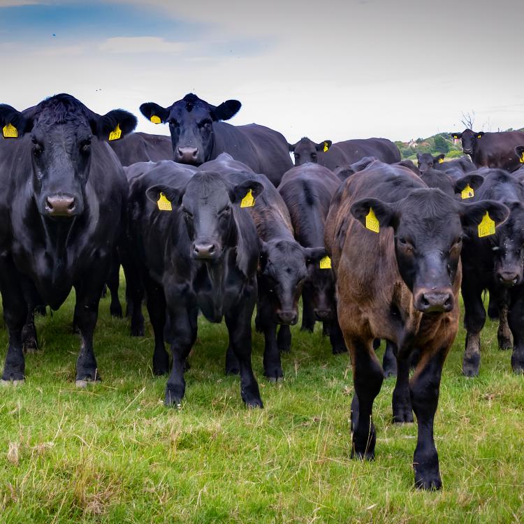 group of black cows